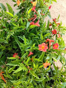 red and yellow potted Tecoma plants in Sri Lanka 2026