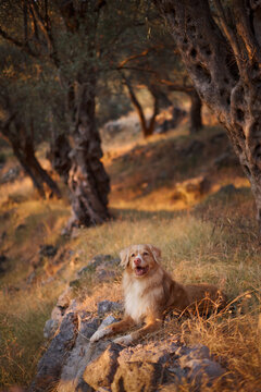 A Nova Scotia Duck Tolling Retriever is sitting on rocks under olive trees. The shot captures the earthy tones of the dog and rugged terrain surrounded by forest shadows.