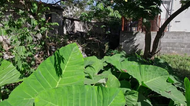 closeup video of giant taro or alocasia macrorrhizos or upright elephant ear plant in house backyard
