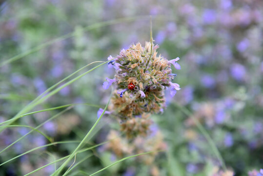 A closeup shot of a harlequin lady beetle, Harmonia axyridis, hiding in a purple flower. Photo with shallow focus taken in Odense, Denmark. 