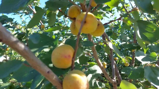 mango on tree