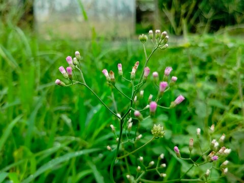 wild little ironweed (Cyanthillium cinereum) weed flower buds in green meadow with natural bokeh background