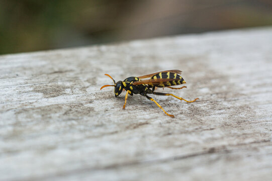 Macro shot of a yellow jacket wasp on a wooden surface