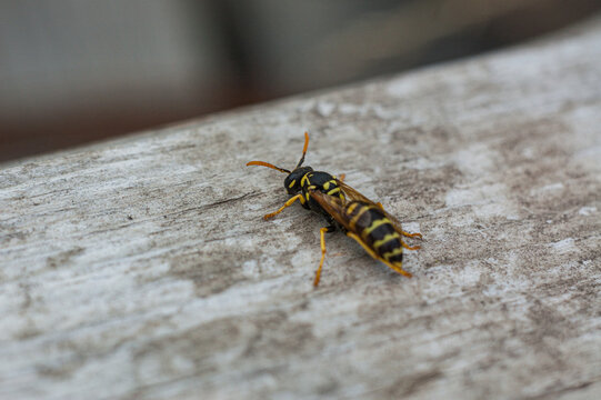 Macro Close-up of a Yellowjacket Wasp on Weathered Wood