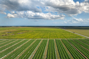 Fototapeta premium Agricultural cultivated field in summer season with growing crops. Green farm fields in Florid. Farming and agriculture industry in USA