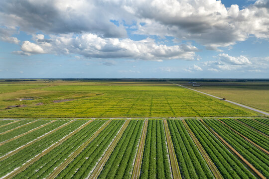 Agricultural cultivated field in summer season with growing crops. Green farm fields in Florid. Farming and agriculture industry in USA