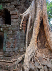 Fototapeta premium Crocodile Tree in Ta Prohm Temple (tree temple) in Angkor Wat complex in Cambodia where Laura Croft in Tomb Raider was shot. A Buddhist temple built in the 12th century.