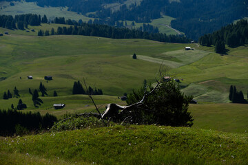 Obraz premium View of beautiful landscape in the Alps with fresh green meadows in the background on a sunny day with blue sky and clouds in summertime. Alpe de Siusi, Dolomite Alps