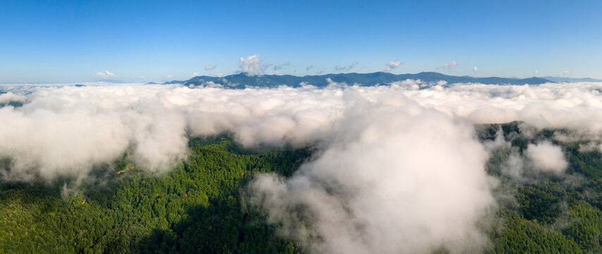 Mountain forest in humid summer rainy season with lush green trees and misty woods.
