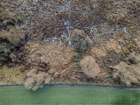 Top down aerial view of frozen wetland with reed (Phragmites australis) and ice patterns next to green field in Havelland near Wustermark Brandenburg Germany
