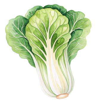 Detailed watercolor illustration of a fresh ripe napa cabbage head isolated