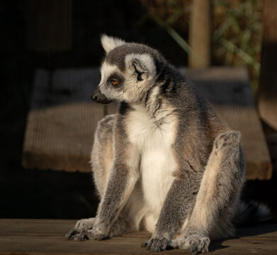 ring tailed lemur