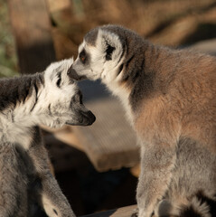 Fototapeta premium ring tailed lemur