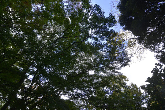 広大な緑に囲まれた高知城の壮大な敷地内の模様風景。