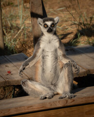 ring tailed lemur © Gill