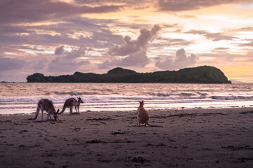 Wild kangaroos on an Australian beach at sunrise © Eléonore H