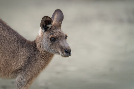 Close portrait of a wild kangaroo on an Australian beach