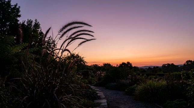 Silhouette of tall ornamental grass against a vibrant sunset sky. Dark garden path and plants at twilight with purple and orange gradient