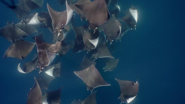 Underwater view of a spectacular Mobula ray aggregation in Mexico, with hundreds of devil rays forming a mesmerizing courtship vortex, swirling together in a giant living ball beneath ocean waters.