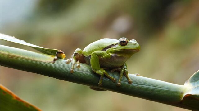 Small green frog resting on a thin bamboo stem amphibian animal wildlife nature treefrog amphibian animal wildlife