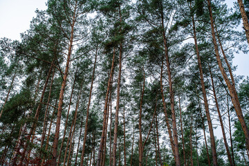 Low angle view looking up at tall Scots pine trees (Pinus sylvestris) in forest in Havelland near Wustermark Brandenburg Germany © Marcel