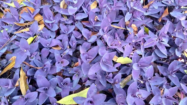 Purple heart or Tradescantia Pallida footage