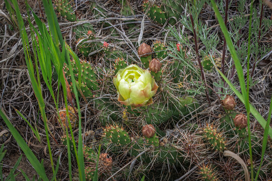 Prickly Yellow Cactus Flower and Developing Fruit in Natural Saskatchewan Prairie Vegetation