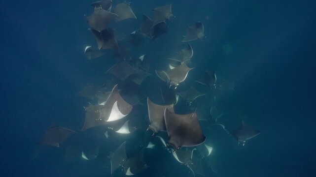 Underwater view of a spectacular Mobula ray aggregation in Mexico, with hundreds of devil rays forming a mesmerizing courtship vortex, swirling together in a giant living ball beneath ocean waters.