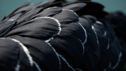 Obraz premium Black Swan Feathers with Silver Highlights for Marketing Text