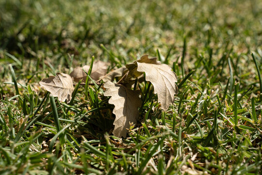 Close-up of a dry brown autumn leaf resting on green grass. Soft focus background with selective focus on the textured leaf, creating a peaceful seasonal nature concept.