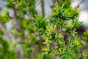 Fototapete Badezimmer Close-up of vibrant green yew leaves with soft focus background. Natural texture, fresh botanical concept, peaceful mood, selective focus on needle-like foliage.  © Katerina