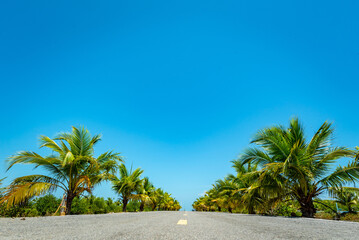 Obraz premium Tropical road lined with palm tree beneath clear blue sky and bright sunlight, creating tranquil island landscape with open asphalt and lush green vegetation