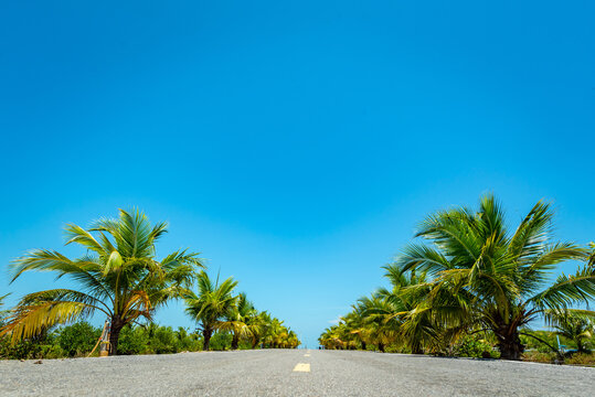 Tropical road lined with palm tree beneath clear blue sky and bright sunlight, creating tranquil island landscape with open asphalt and lush green vegetation