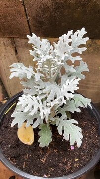 4K footage of Dusty Miller Jacobaea maritima silver leaves in pot. Ornamental silver foliage plant swaying gently in garden. Perfect for gardening, landscaping, nature and home decor B-roll.