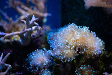 Marine coral reef aquarium with glowing soft coral polyps and branching coral underwater, creating colorful aquatic habitat with delicate texture and depth © chokniti