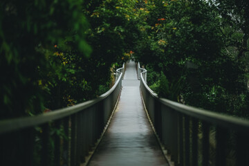 Obraz premium Bridge forest walkway green nature railing path tree outdoor wet bridge path through lush forest with railing, misty atmosphere, tranquil nature scene after rain in dense woodland