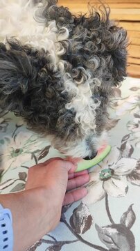 A Cute bichon or Bolognese dog smelling a slice of juicy watermelon outdoors