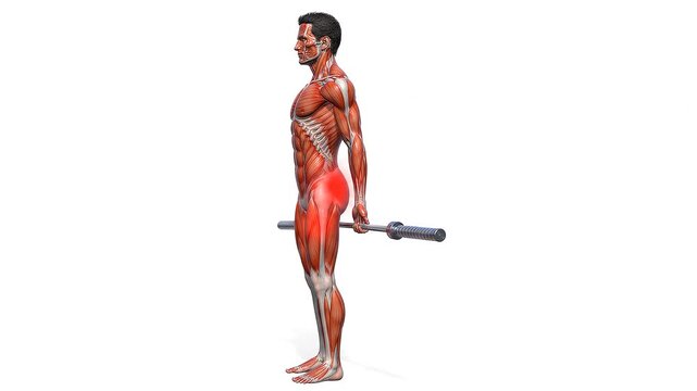Anatomical Illustration of a Man Performing a Barbell Deadlift Exercise Highlighting Muscle Engagement