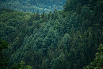 Fototapeta premium Forest tree mountain woodland evergreen landscape nature green valley dense forested mountain valley with layered evergreen tree and lush woodland, tranquil natural scenery in remote wilderness