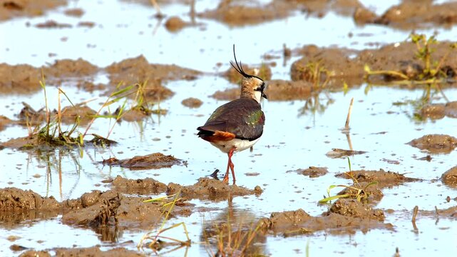 northern lapwing, Vanellus vanellus, looking for food in shallow water 347 
