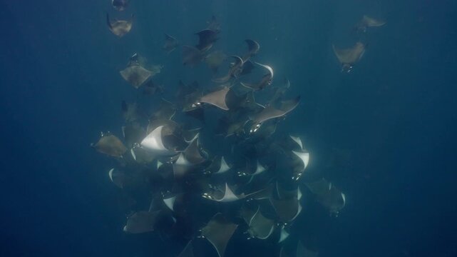 Underwater view of a spectacular Mobula ray aggregation in Mexico, with hundreds of devil rays forming a mesmerizing courtship vortex, swirling together in a giant living ball beneath ocean waters.
