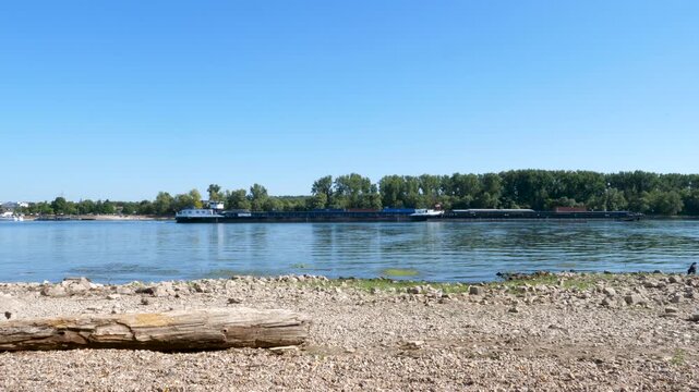Banks and riverbed of Rhine river in Walluf, Germany. Extraordinary low water level after a long period of drought in 2026.