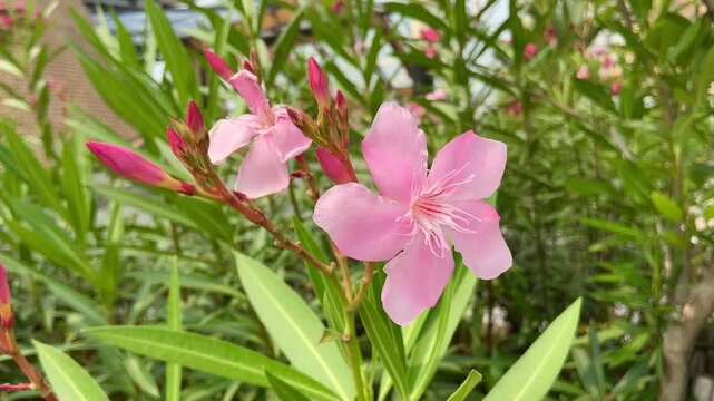 Close up of vibrant pink oleander flowers with green leaves blooming in a tropical garden. Blurred background of trees, resort building and cloudy sky.