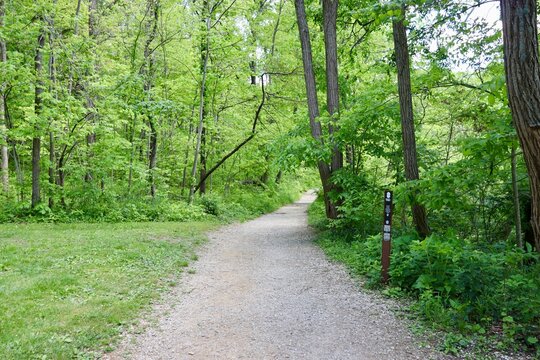 The long hiking trail in the woods.