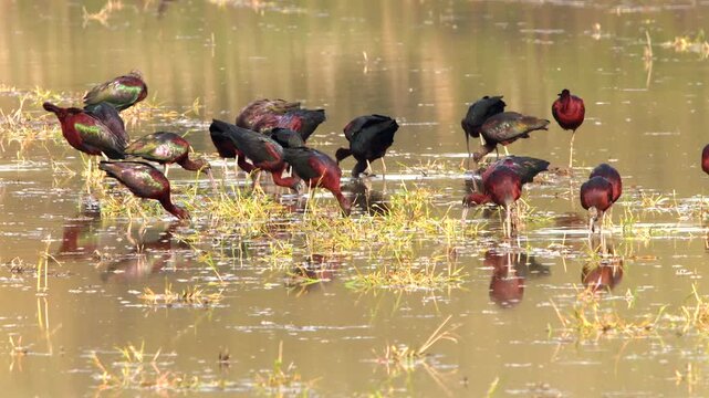 glossy ibis, Plegadis falcinellus in shallow water searching for food 270
