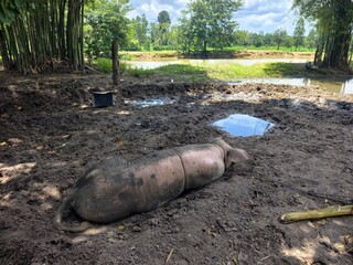 Wild boars are raised simply. © meechai39