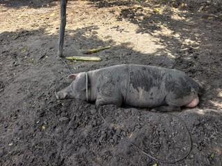 Wild boars are raised simply. © meechai39