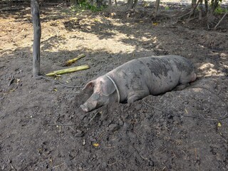 Wild boars are raised simply. © meechai39