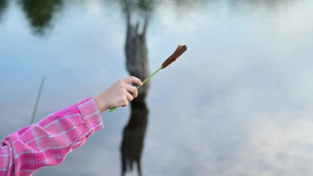 Young girl holds cattail above calm lake water, with pink sleeve and soft reflections framing scene. Cattail creates peaceful background for childhood, summer play, nature discovery, and leisure.
