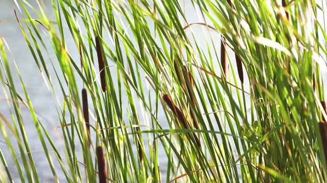 Fresh green bulrush grows near calm lake on sunny summer day. Wild reed stalks shake in wind beside natural pond surface. Beautiful organic cattail represents tranquil water ecosystem.